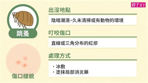 人身上有跳蚤怎麼辦|跳蚤咬傷口特徵？跳蚤咬擦什麼、止癢與預防方法一次看｜親子天